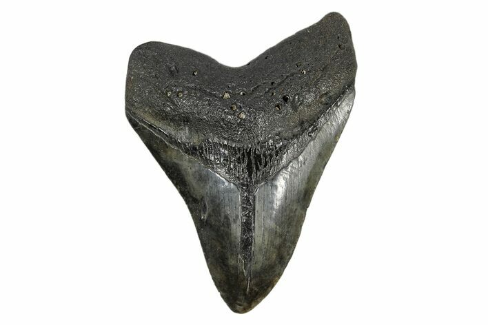 Fossil Megalodon Tooth - South Carolina #168059